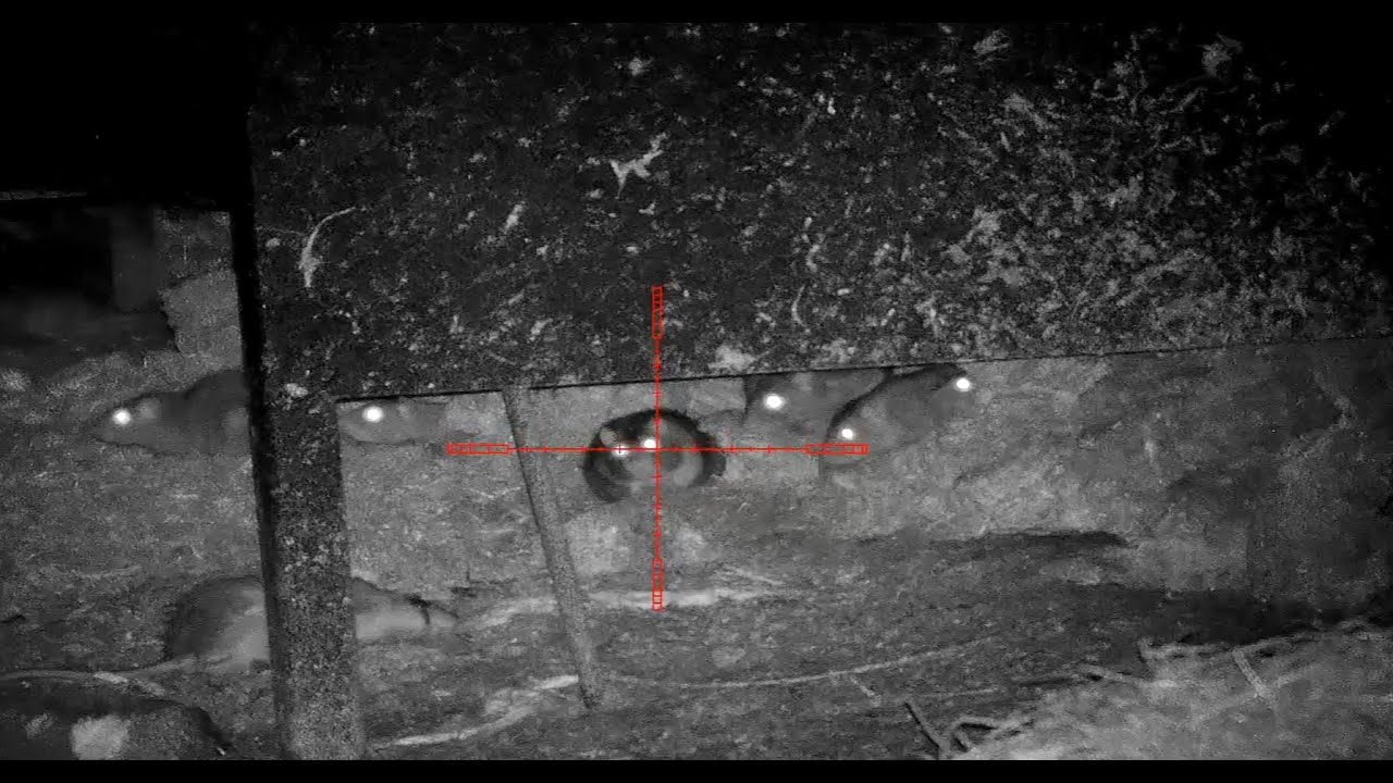 75+ rats - Week 6 ratting action - pard nv008 lrf - night vision rat hunting