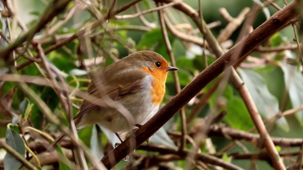 Robin 230226