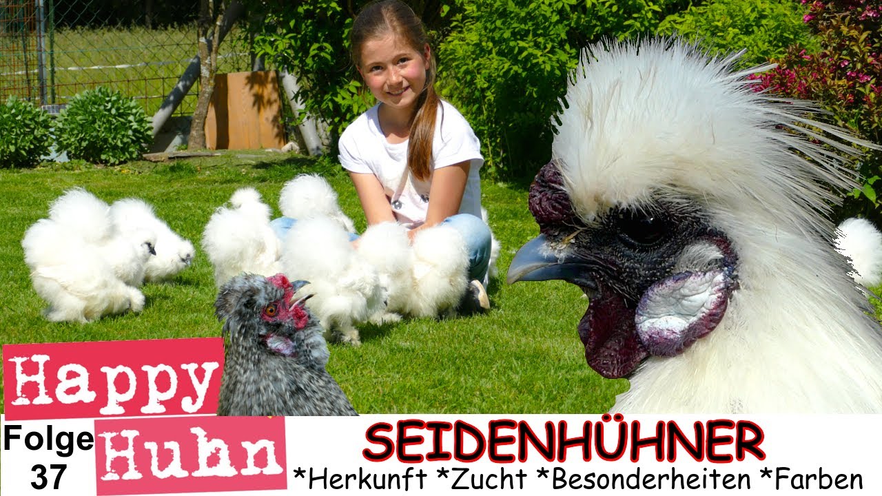 E37 Zwerg-Seidenhühner im Rasseportrait bei HAPPY HUHN - Stall, Haltung, Zucht, Küken, Farbschläge