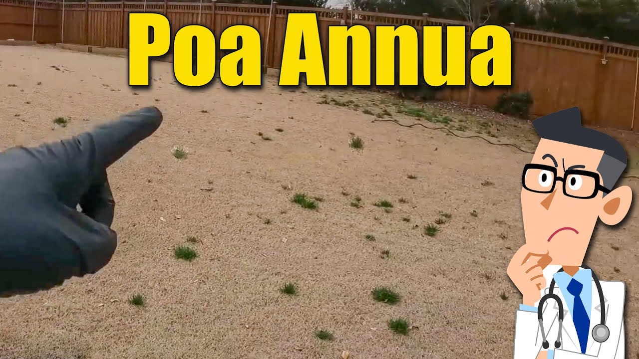 Poa Annua на лужайке Бермудских островов