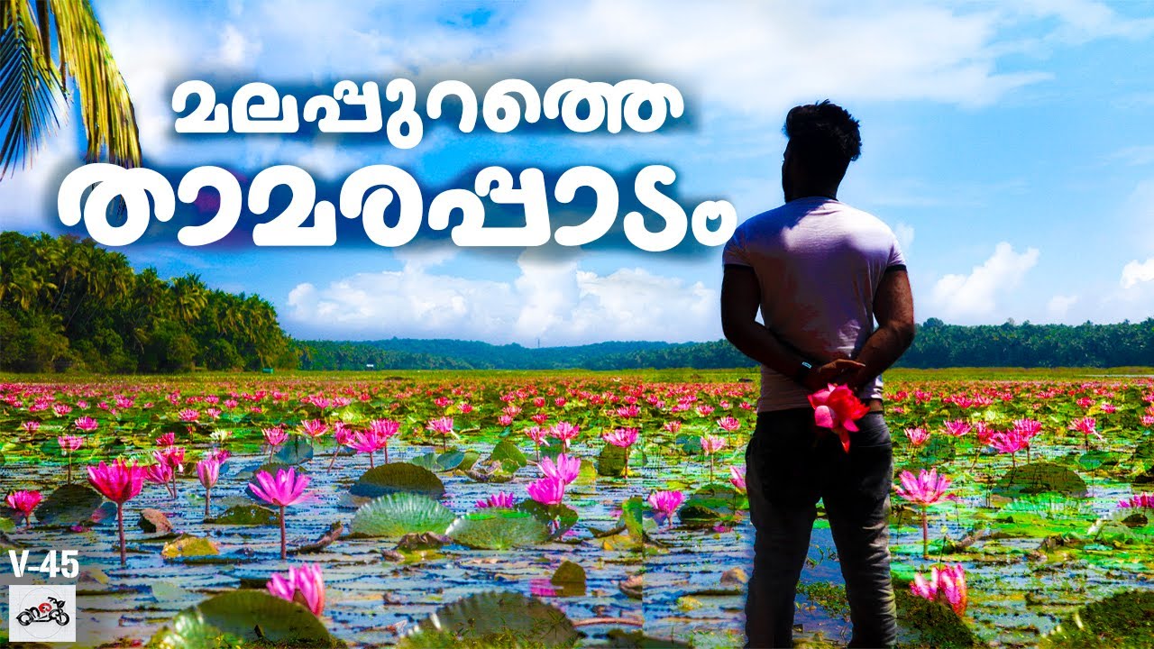 മലപ്പുറത്തെ താമരകായൽ - Water Lily Farm At Malappuram, Valiyaparappur - Lotus Lake - Drone Shots