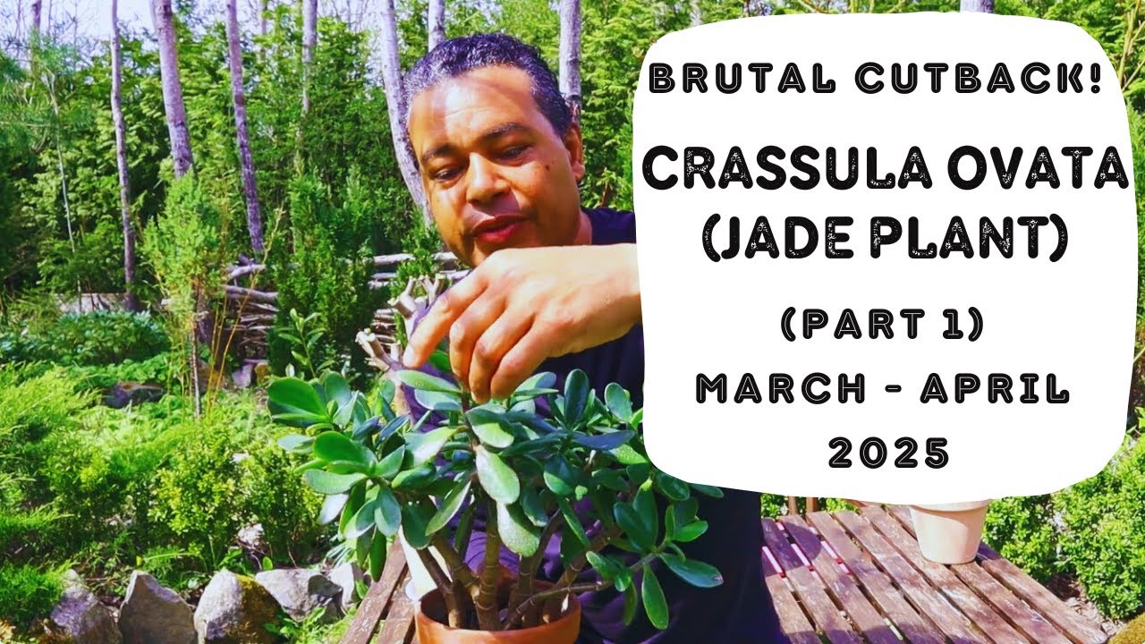 Brutal Cutback! Crassula ovata (Part 1)