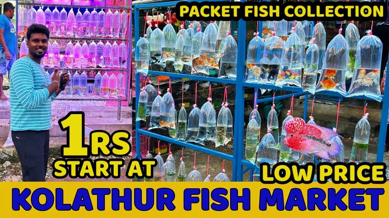 Kolathur Aquarium Fish Market 2024 || 1Rs kolathur Pocket Fish ||🐠 🐟🐠