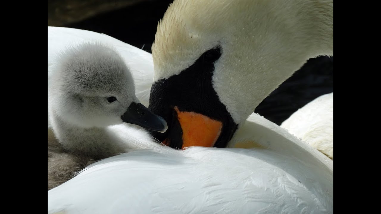 Abbotsbury Swannery Dorset England UK