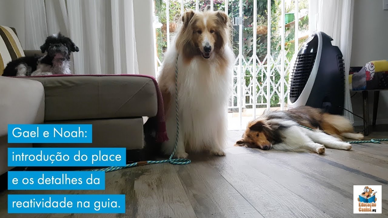 Gael e Noah: introdução do place e os esclarecimentos sobre a reatividade.