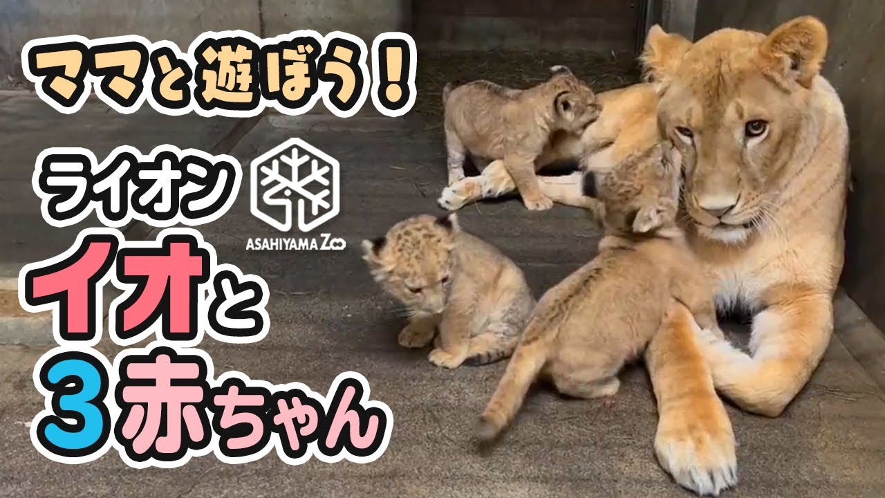 【旭山動物園】大好きなママと遊ぼう！🐱🐱🐱🐱イオままと３頭の仔ライオン(10/18) [Asahiyama Zoo]  Lion, Io and her three cubs.