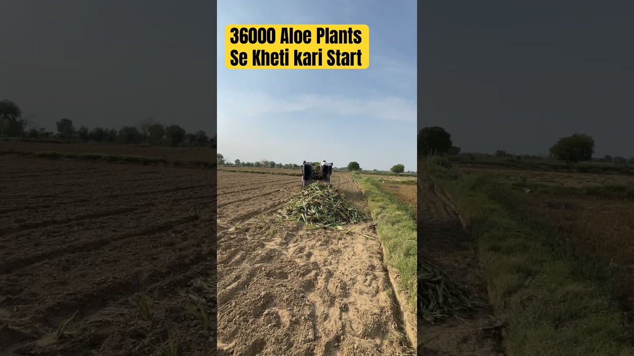 Aloe vera farming, organic farming ,starting aloe vera farming, Aloe vera plants 9599340606 Delhi