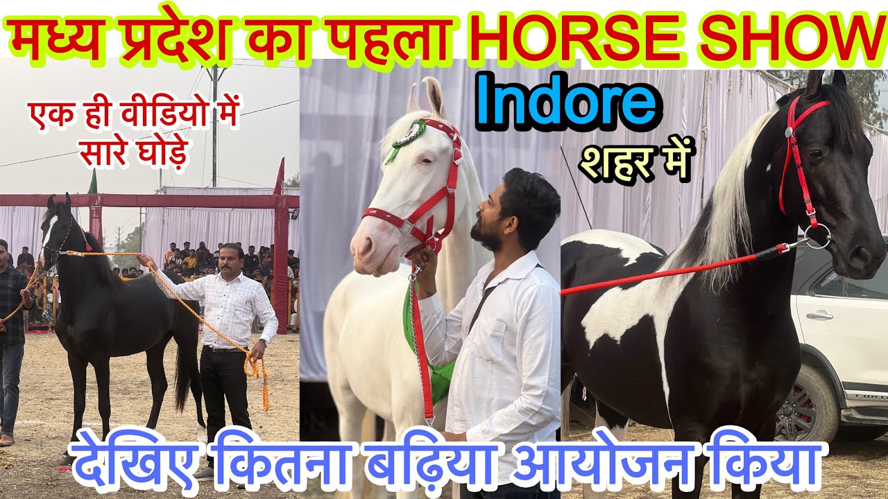मध्य प्रदेश में पहली बार हुआ HORSE SHOW । भारत के अलग अलग राज्यो से पहुंचे घोड़े #horseshowindore 