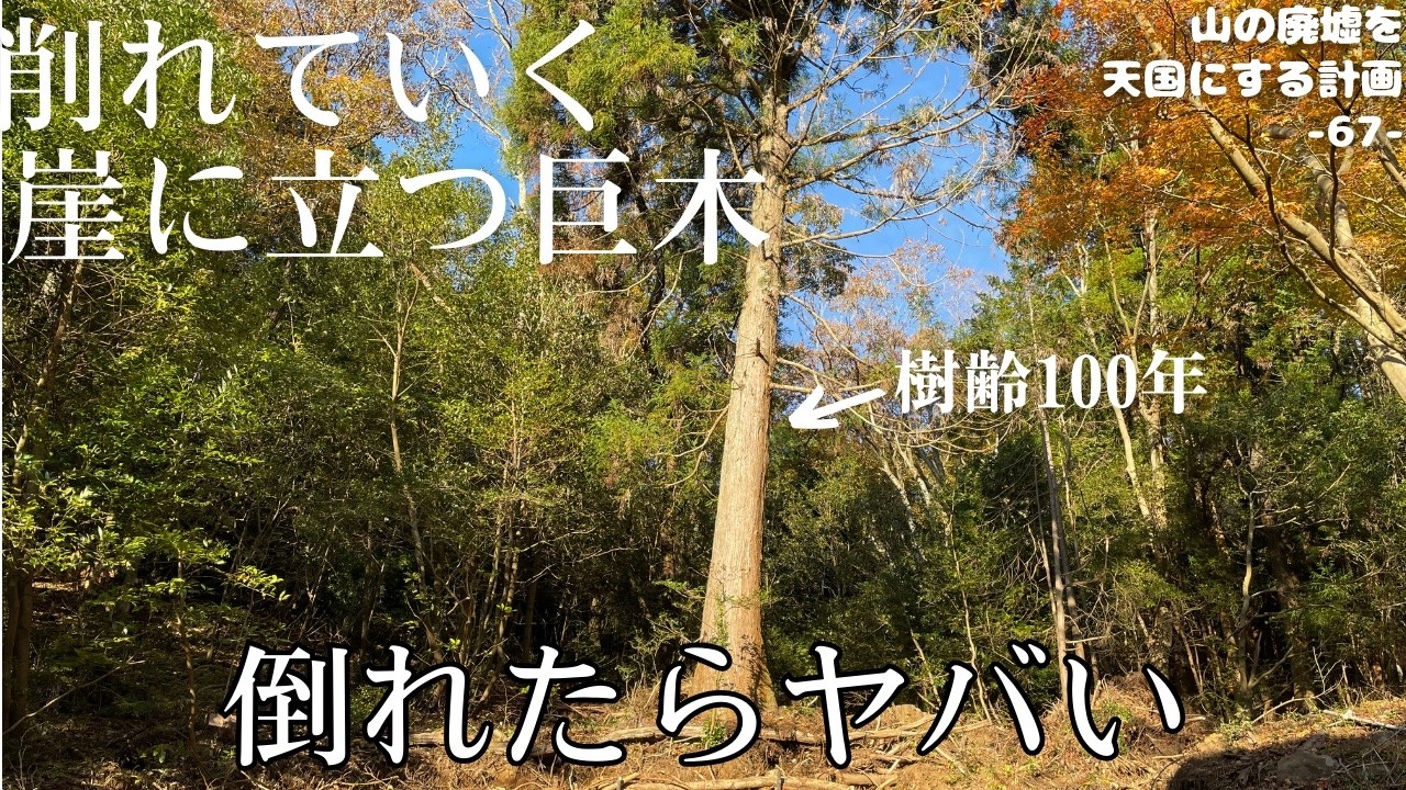 【やばい】なんとかせねば…。このままだと倒木の危険あり。削れゆく崖面の保護をど素人がひとりぼっち、人力でやっていきます。