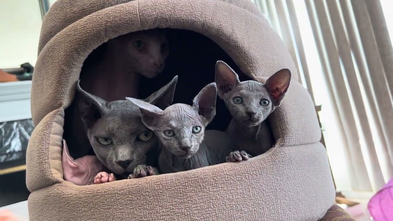 Cuántos gatos caben en su camita??? Hahah