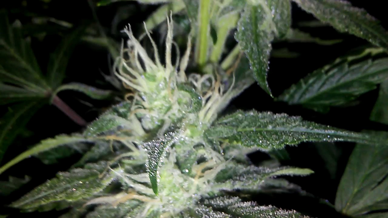 3rd ak47 autoflower week 8 day 56 from germination