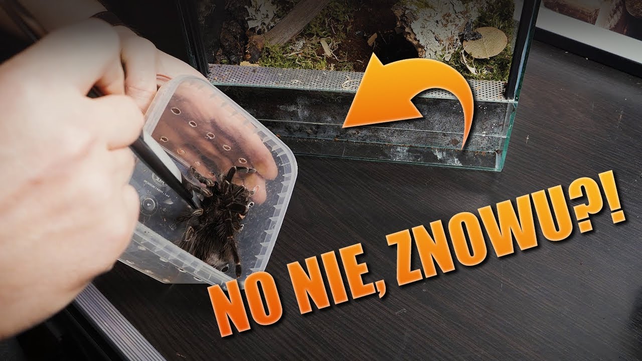#90 Aranżacja terrarium dla ptasznika: Pamphobeteus sp. platyomma