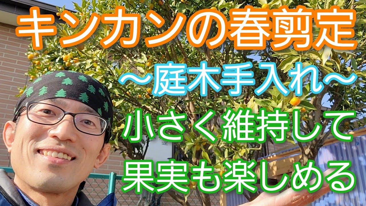 【キンカン(金柑)の剪定①】春に木を小さくして来年の実も楽しめる手入れ🌳🍊