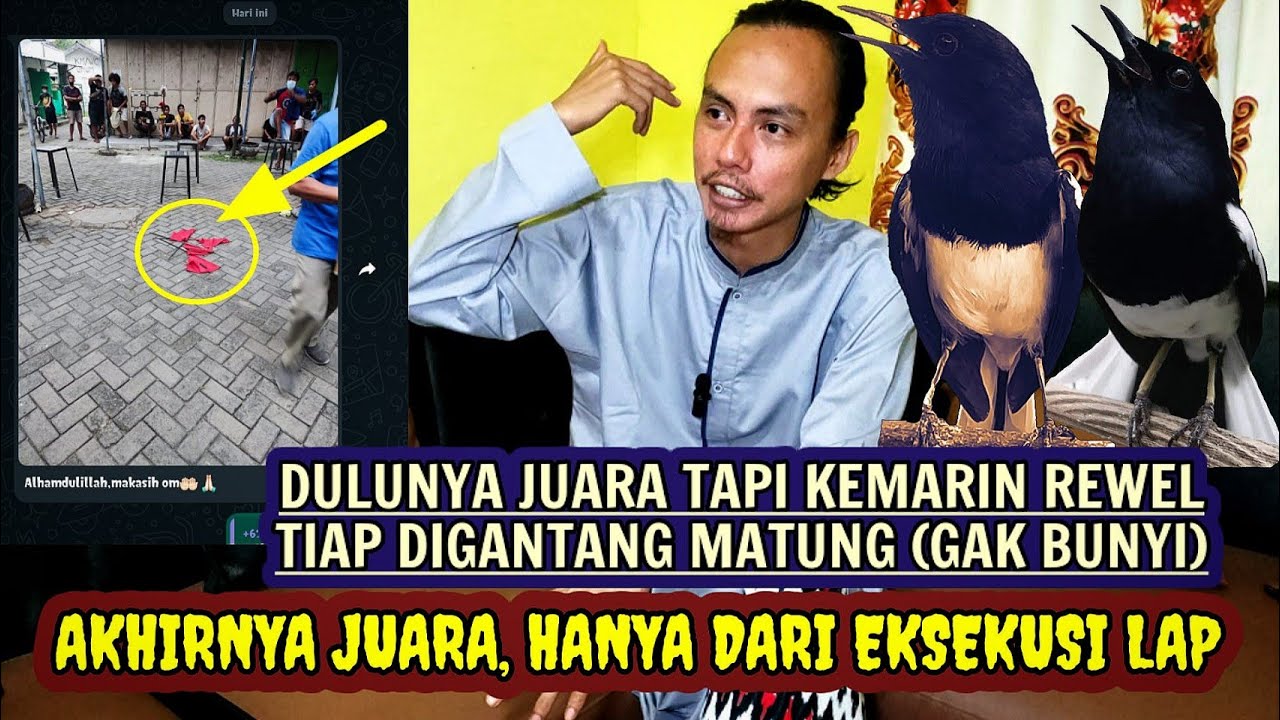 TIPS KACER JUARA | BURUNG KACER INI HANYA MERUBAH EKSEKUSI LAPANGAN SAAT LOMBA SAJA