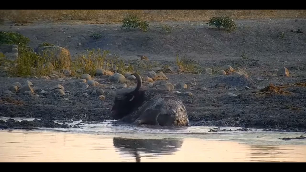Day 16: African buffalo kicks up its heels wallowing in the mud