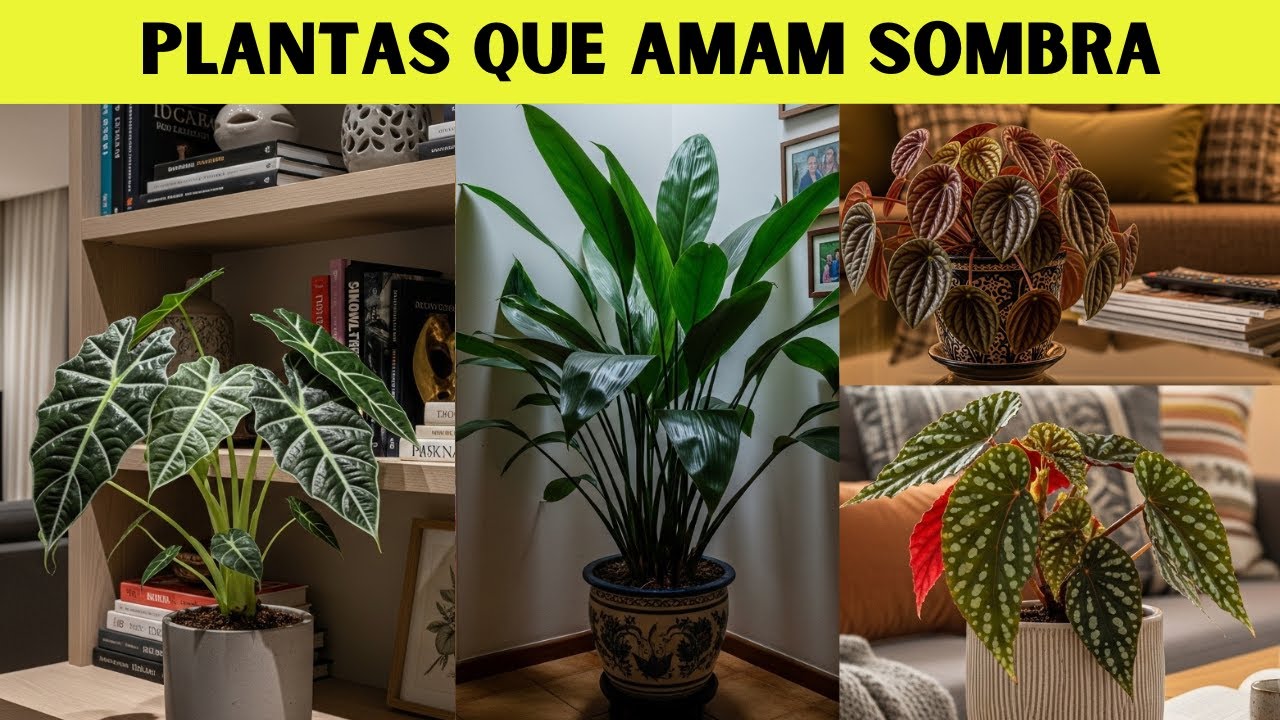 7 PLANTAS que AMAM ESCURO e NUNCA MORREM!