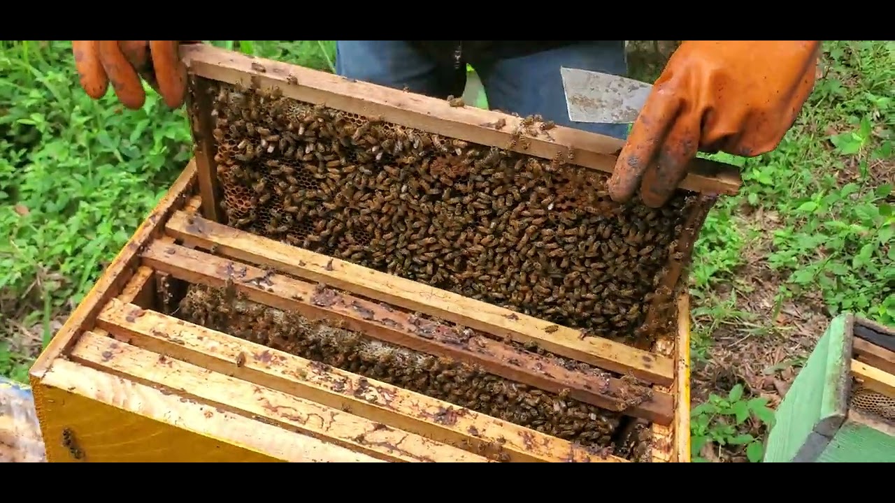 Las colmenas de abejas  AZULES  en rep dominicana #apiario#ulloaRD
