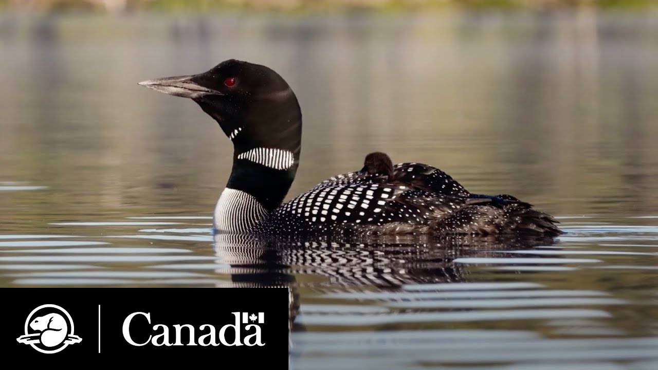 Le mystère du plongeon huard | Équipe climat | Parcs Canada