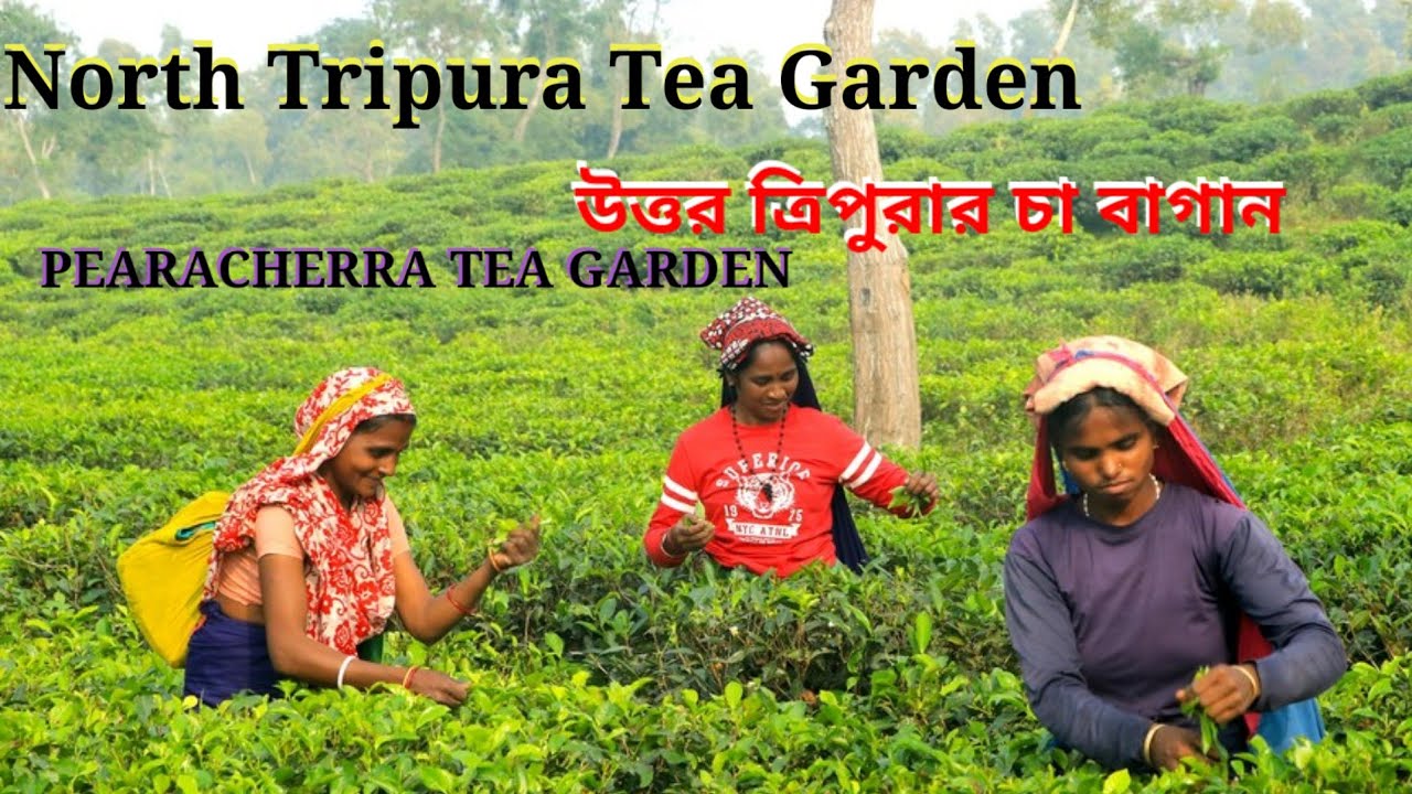 Tripura Tea Garden || ত্রিপুরার চা বাগান || North Tripura Tea Garden || Vlog By BAHAR UDDIN T A
