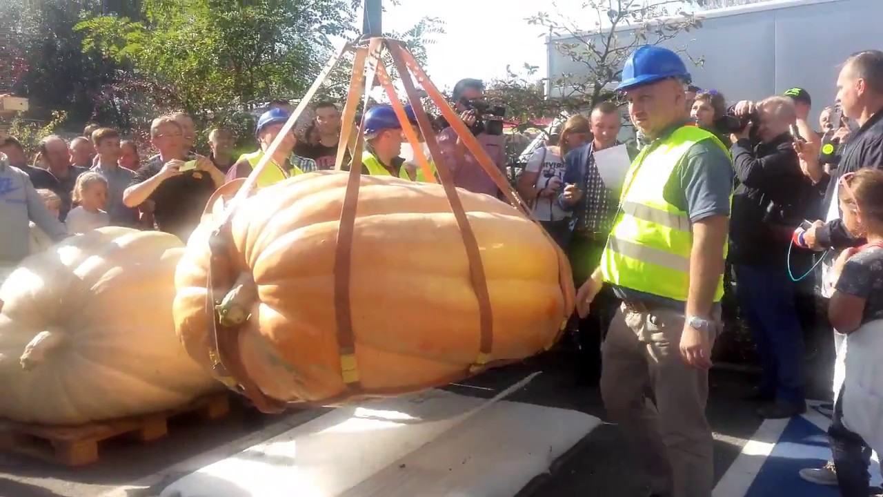Nowy Rekord Polski 839.8kg Dynia Olbrzymia