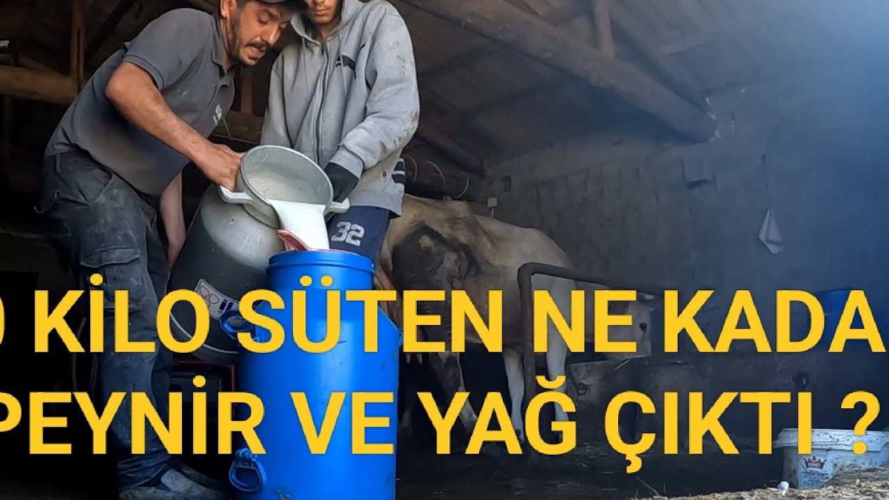 SÜTEN NE KADAR YAĞ VE PEYNİR ÇIKAR