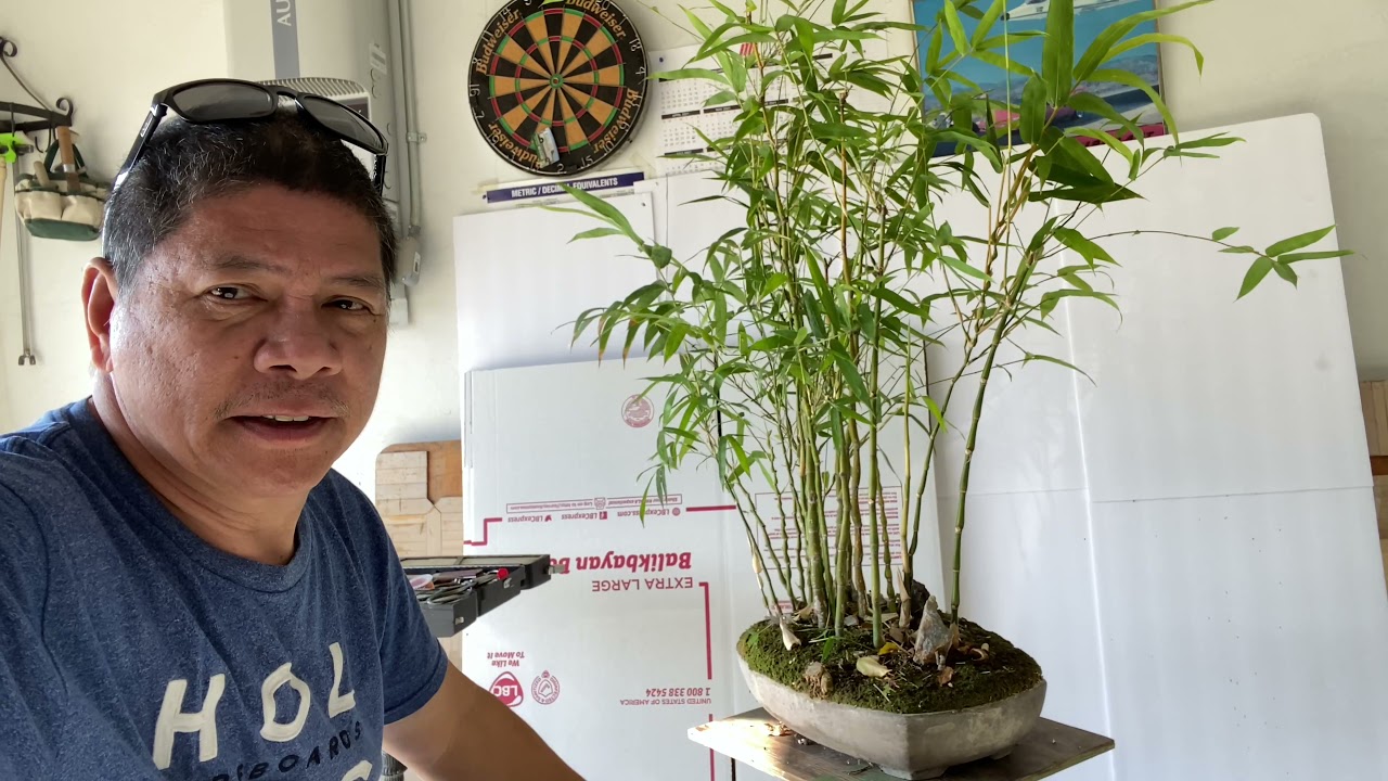 Pruning Buddha Belly Bamboo | Plant Care by Bert Bonsai