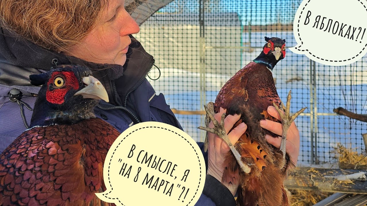 Совиный дол - распаковка подарков на 8 марта: мужиков подвезли! Пёс Кубик аж растерялся 