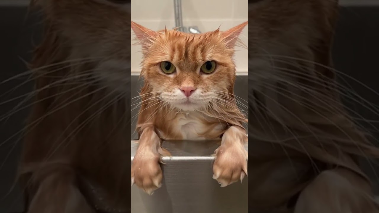 Bro, I think it's real. . 💀 Crazy cat fails you must see 