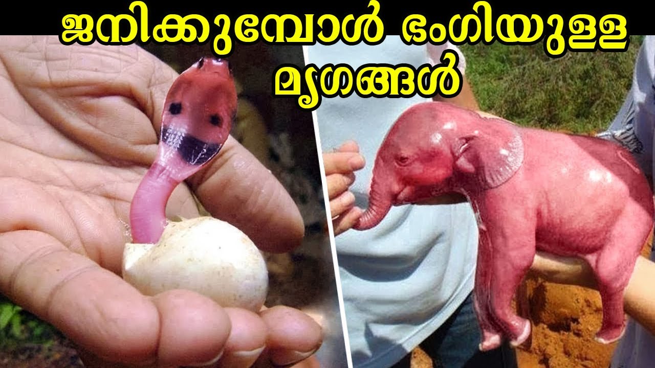ജനിക്കുമ്പോൾ ഭംഗിയുള്ള കുട്ടി മൃഗങ്ങൾ | Cute Animals