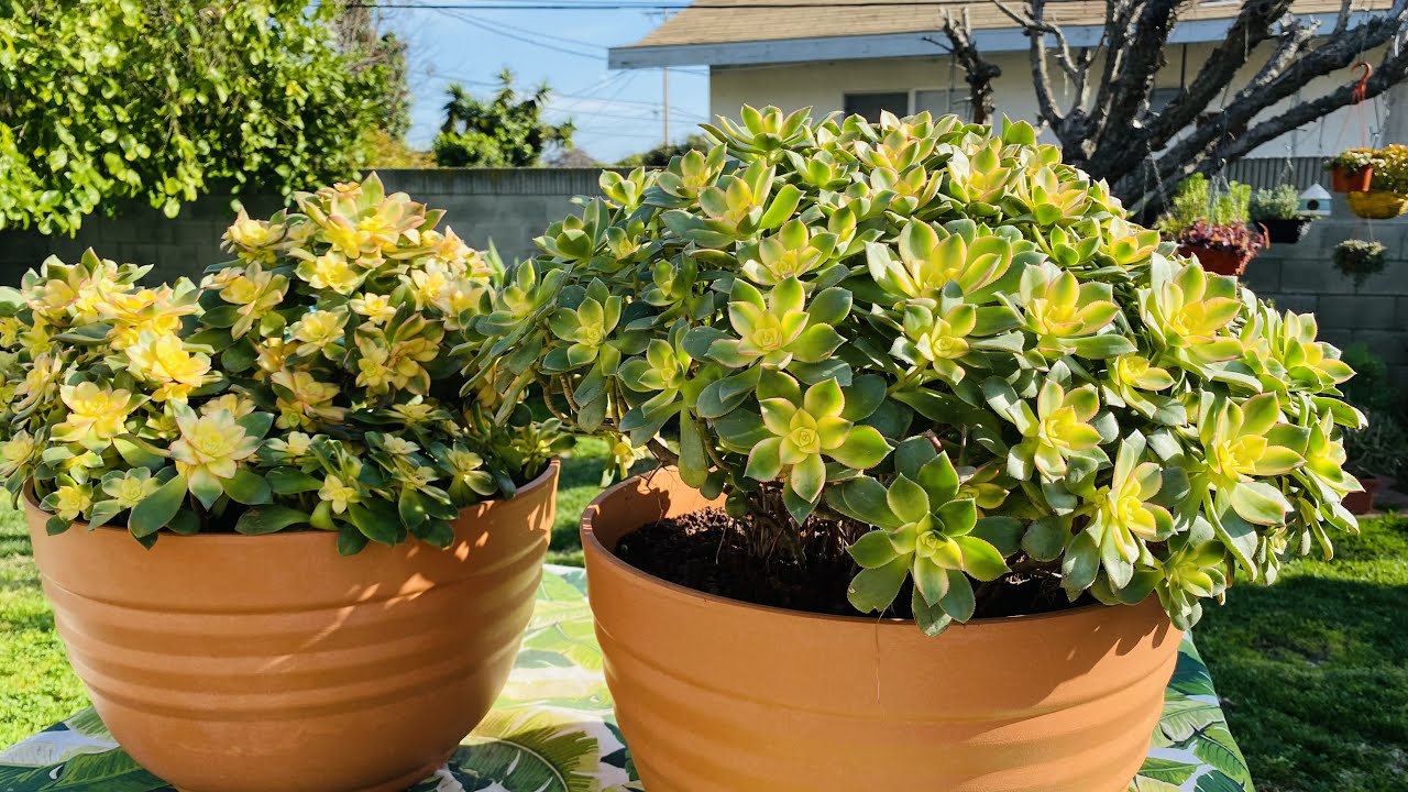 HOW TO GROW AEONIUM KIWI FROM STEM CUTTINGS INTO LUSH AND COLORFUL SUCCULENTS WITH CARE TIPS