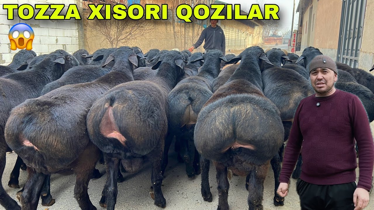 🔥 Marufjon akaga DAXSHAT XISORI QOZILAR keldi — NARX ARZON 😱 