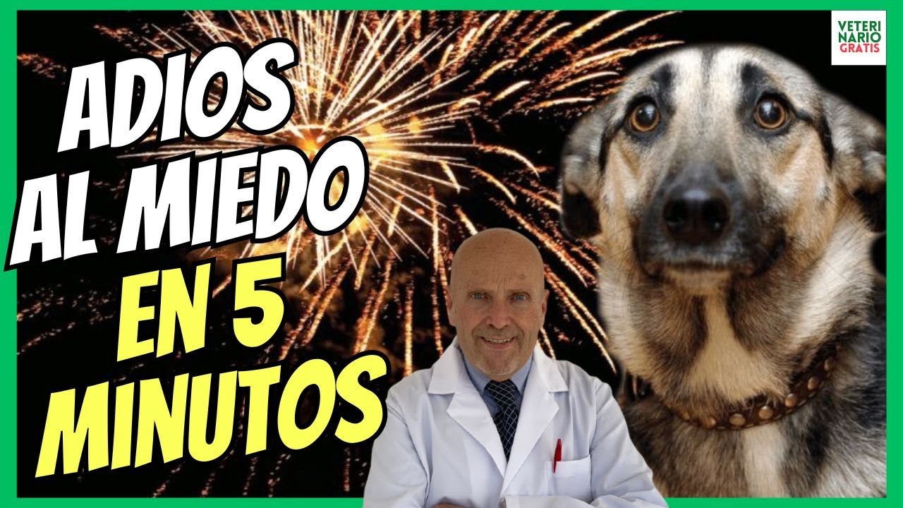 🔴 ¿COMO QUITAR LA INSEGURIDAD, ANSIEDAD Y EL MIEDO A UN PERRO EN 5 MINUTOS CON SILEO? 🔴