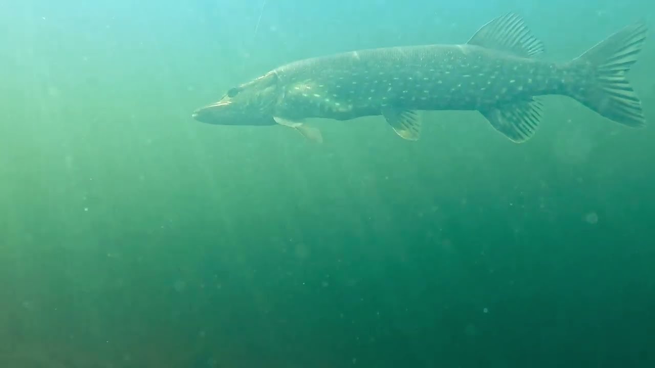 This pike is not letting it go