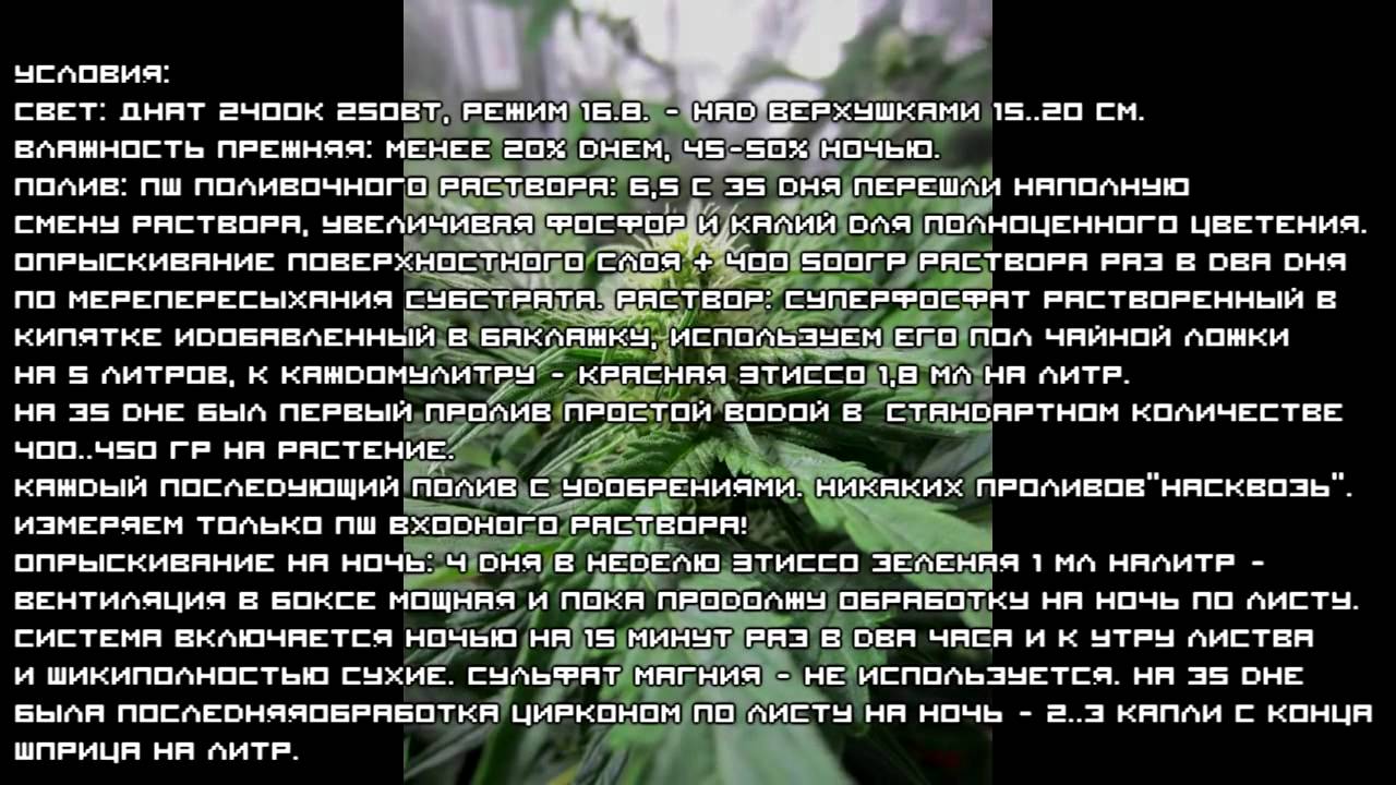 Автоцветы от Negoro  Шаг за шагом