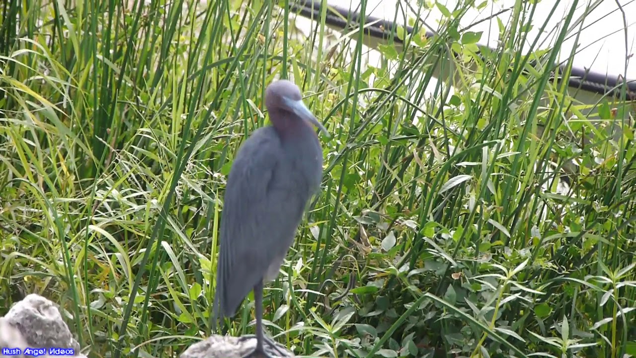 Little Blue Heron