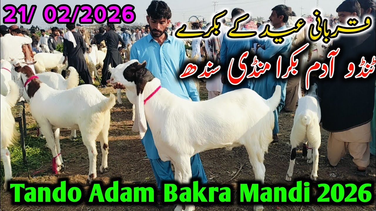 Tando Adam Bakra Mandi | Qurbani Eid Janwar | Tando Adam Bakra Mandi | 21-02-2026