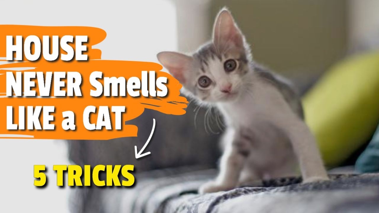 5 TRICKS to Keep Your House From SMELLING LIKE Cats 🏠😺🤢