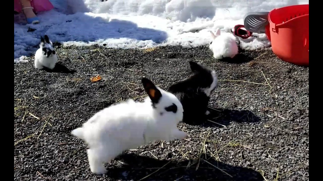Easter Playtime Highlights