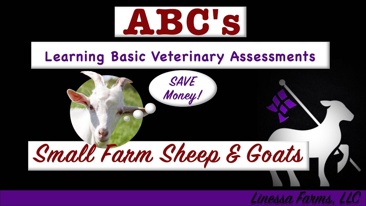 Helping Your Sick Sheep or Goat:  The ABC's of Sheep and Goat Health Assessments