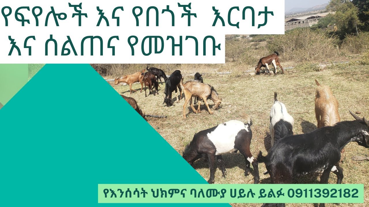 የፍየሎች እና የበጎች  እርባታ እና ሰልጠና የመዝገቡ