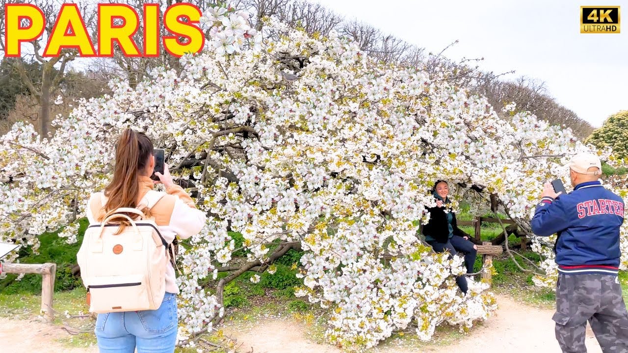 Paris, France 🇫🇷 - Paris Cherry Blossoms 2024 | ASMR Gardens & City Walk 4k  (▶1h10 min)