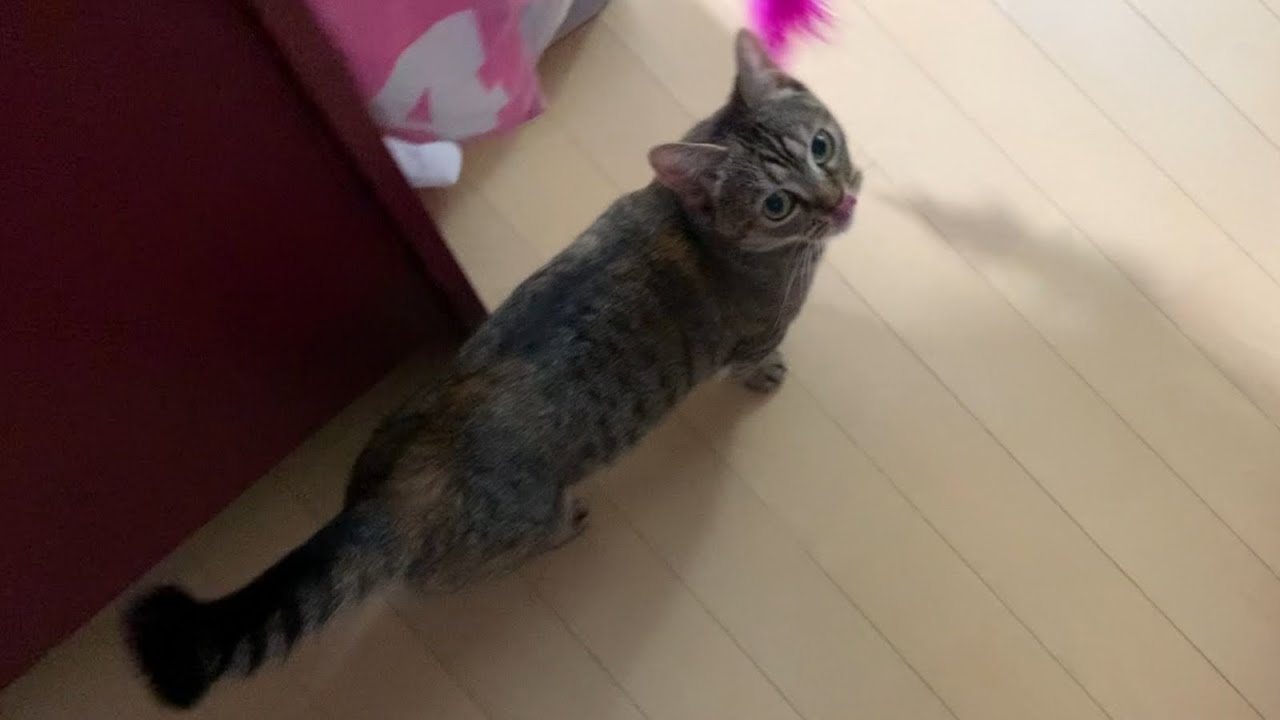 おもちゃが楽しくて走り回っていた猫が疲れて堕落しちゃいましたw