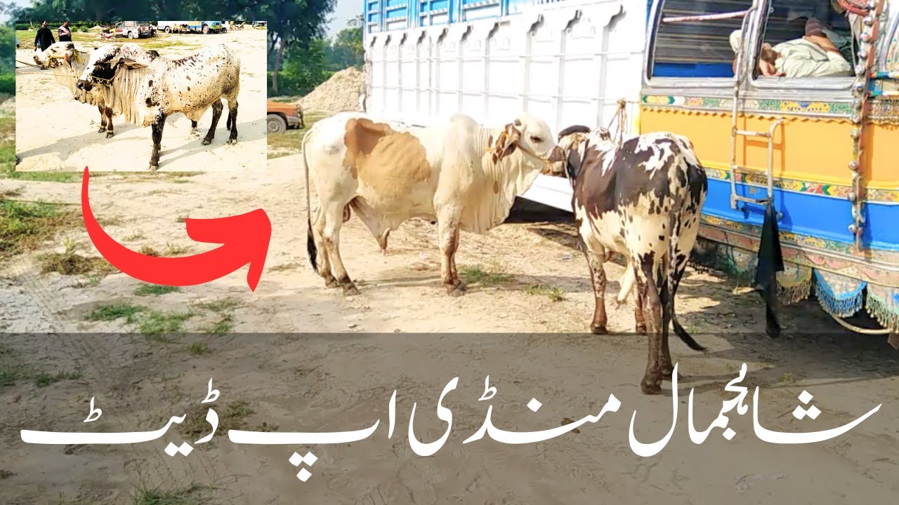 Shah Jamal Mandi update 2023 | zero size bachre | shah jamal janwar mandi |  Multan Maveshi Mandi
