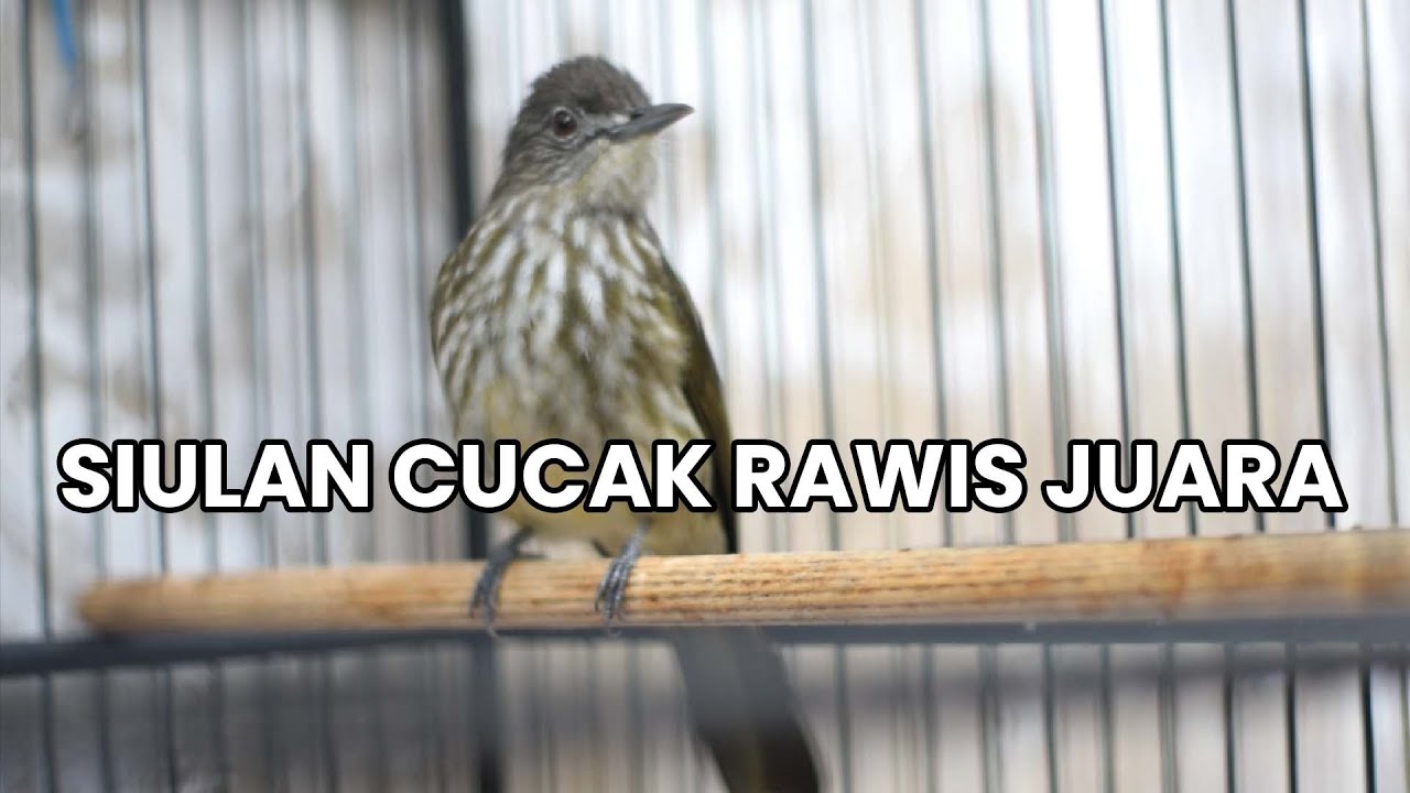 PANCINGAN CUCAK RAWIS UNTUK GACOR