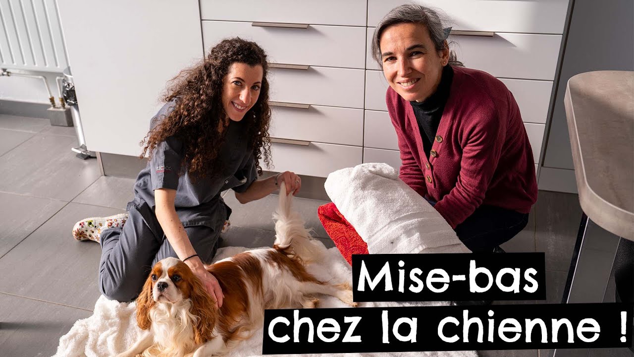 Mise-bas chez la chienne ! 🐶