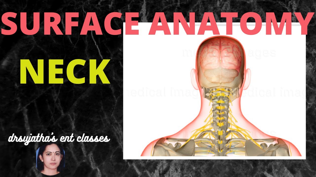 106. Поверхностная анатомия шеи #anatomylectures