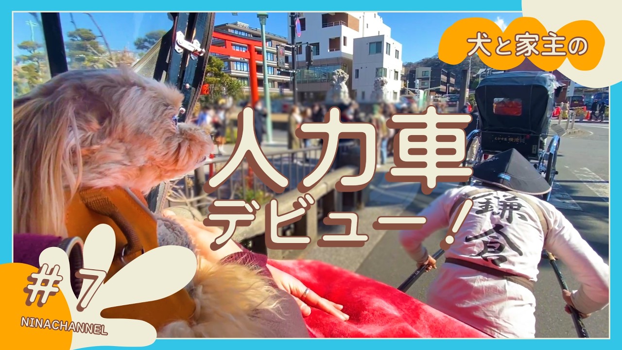 【マルプー】鎌倉で人力車デビュー🐶【犬旅】