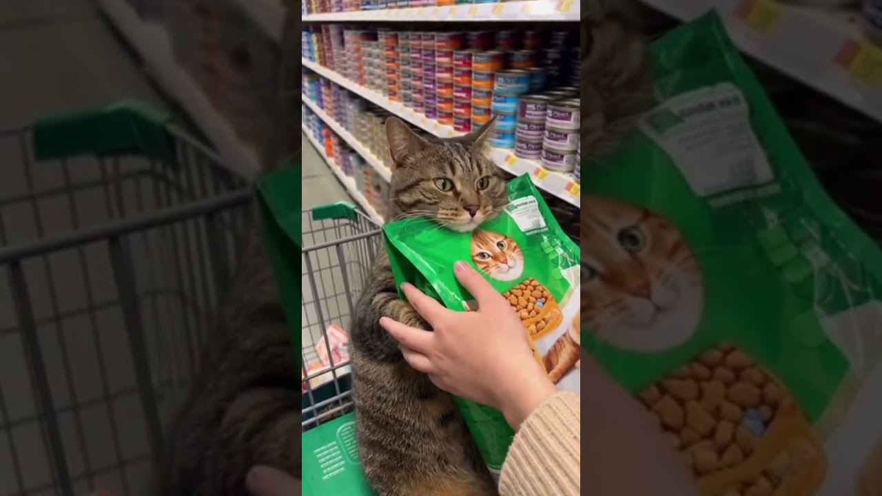 This Cat Know how to protect cat food😜😸। 