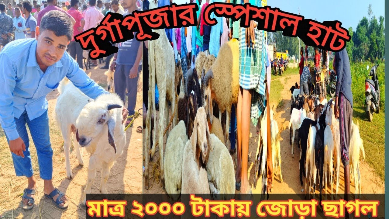 দুর্গাপূজার স্পেশাল হাট। মাত্র ২০০০ টাকায় জোড়া ছাগল 😳😳।Durga Puja Special Hat.