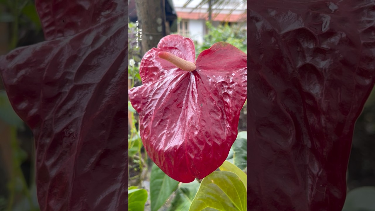 Rare hybrid anthurium || Home Gardening | #flowers #youtubeshorts #trendingshorts #shorts